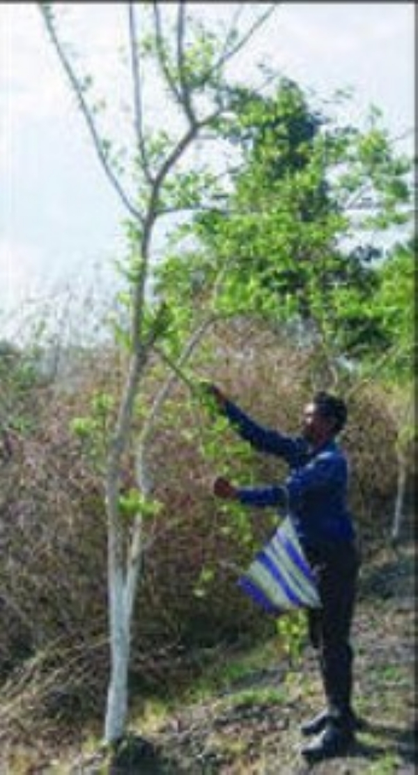 कोयलारीच्या भाजीला मागणी वनस्पतीच्या कोवळ्या पानांची भाजी करण्याची आदिवासींची परंपरा