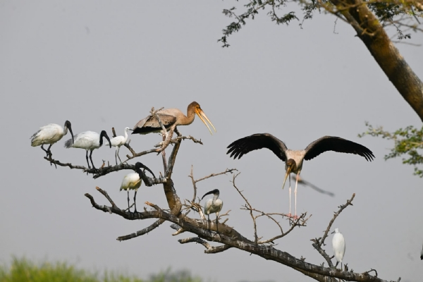 Bird census concludes with Bird census concludes with