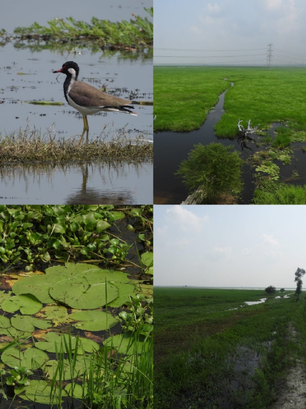 BALLIA SURHA TAL RAMSAR SITE