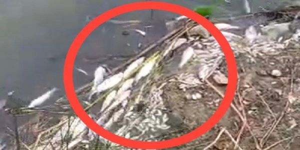 पूर्णा नदी काठावर हजारो माशांचा मृत्यू, विष टाकल्याचा संशय