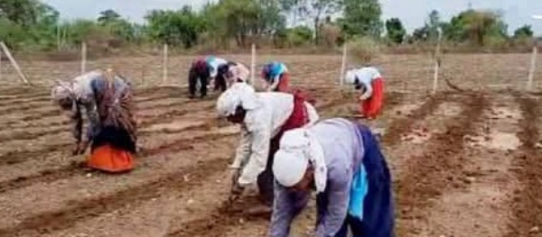 पेरणीला प्रारंभ