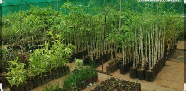 2 million bamboo plants to be planted in Raigad to prevent landslides.