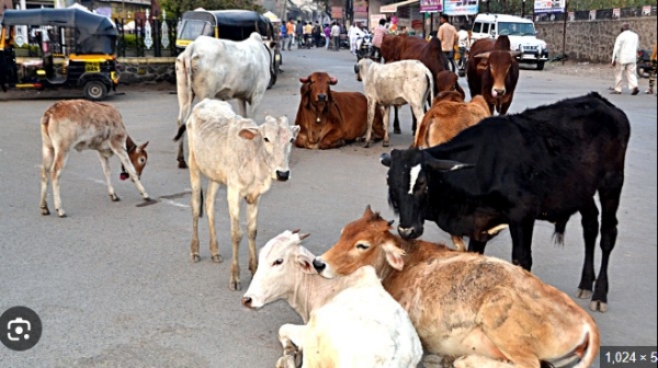 मनपाच्या निष्क्रियतेमुळे शहरात मोकाट जनावरांचा सुळसुळाट मनपाच्या निष्क्रियतेमुळे शहरात मोकाट जनावरांचा सुळसुळाट