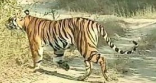 वाघीण बनली गिरडच्या जंगलाची राणी चार पिल्लांसह फुलला संसार; व्याघ्र सफारी प्रकल्पामुळे उजळले वनवैभव वाघीण बनली गिरडच्या जंगलाची राणी चार पिल्लांसह फुलला संसार; व्याघ्र सफारी प्रकल्पामुळे उजळले वनवैभव