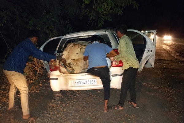 Attempt to steal cattle in Neral; case registered against three who fled in a car.