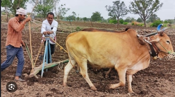 वर्धा जिल्ह्यात ८५ टक्के पेरण्या पूर्ण वर्धा जिल्ह्यात ८५ टक्के पेरण्या पूर्ण