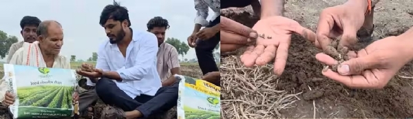 Farmers in the state face a double whammy a dry spell and the impact of substandard soybean seeds Farmers in the state face a double whammy a dry spell and the impact of substandard soybean seeds