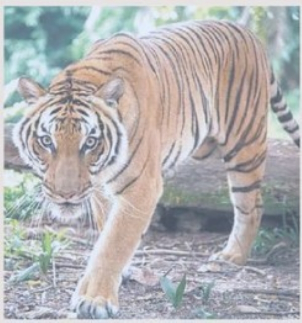 घराच्या आडोशाला पट्टेदार वाघ घराच्या आडोशाला पट्टेदार वाघ