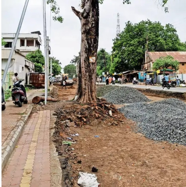 महामार्गाचे काम अंतिम टप्प्यात; जुन्या बसस्थानकासमोरील दोन वृक्ष वादात:नागरिकांमध्ये उलट-सुलट चर्चा महामार्गाचे काम अंतिम टप्प्यात; जुन्या बसस्थानकासमोरील दोन वृक्ष वादात:नागरिकांमध्ये उलट-सुलट चर्चा