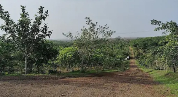 20 हजार झाडांचे संगोपन; प्रयास संस्था प्रथम:राज्यस्तरावर मिळवला द्वितीय क्रमांक 20 हजार झाडांचे संगोपन; प्रयास संस्था प्रथम:राज्यस्तरावर मिळवला द्वितीय क्रमांक