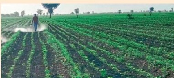 अचलपूर तालुक्यात आंतरमशागतीच्या कामांना वेग अचलपूर तालुक्यात आंतरमशागतीच्या कामांना वेग
