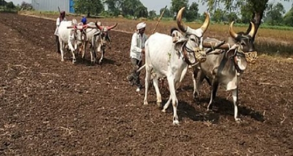 पावसाची ओढ कायम; तरीही पेरणीला वेग कापूस, सोयाबीन, तुरीसह मक्याकडेही शेतकऱ्यांचा वाढता कल