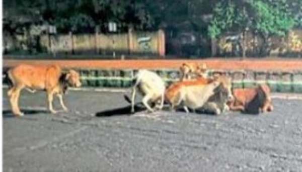 मोकाट जनावरांमुळे वाहतुकीचा खोळंबा, अपघातांचा धोका मोकाट जनावरांमुळे वाहतुकीचा खोळंबा, अपघातांचा धोका