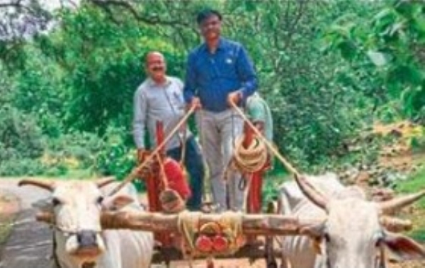 तहसीलदार बैलबंडीतून पोहोचले शेतात तहसीलदार बैलबंडीतून पोहोचले शेतात