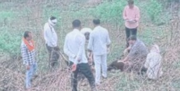 युरिया खाल्ल्याने ३१ मेंढ्या दगावल्या युरिया खाल्ल्याने ३१ मेंढ्या दगावल्या