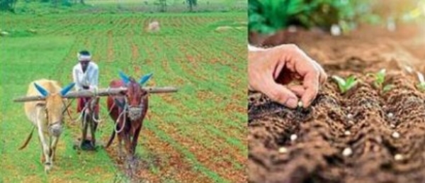 शेतकऱ्यांना बियाण्यांसह पेरणीचा खर्च द्या सोयाबीनचे नुकसानग्रस्त क्षेत्र नापेर राहण्याची शक्यता शेतकऱ्यांना बियाण्यांसह पेरणीचा खर्च द्या सोयाबीनचे नुकसानग्रस्त क्षेत्र नापेर राहण्याची शक्यता