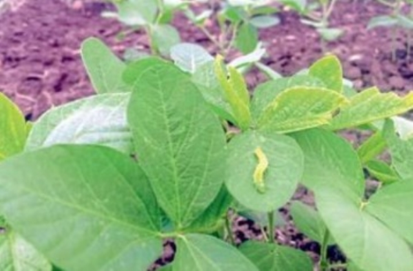 सोयाबीन पिकावर उंटअळीचा प्रादुर्भाव सोयाबीन पिकावर उंटअळीचा प्रादुर्भाव