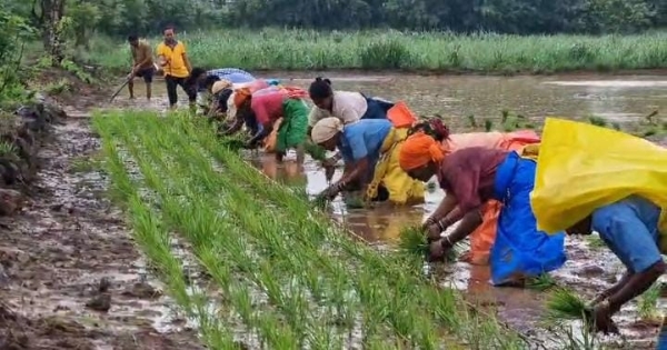 भातलावणीला वेग भातलावणीला वेग