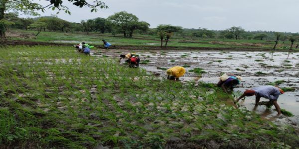 रायगड जिल्ह्यातील भातलावणीला वेग