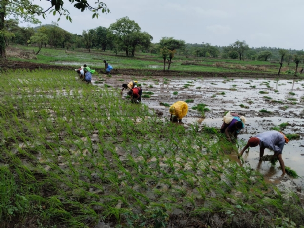 Better late than never... the rains have arrived; paddy transplantation gathers pace. Better late than never... the rains have arrived; paddy transplantation gathers pace.