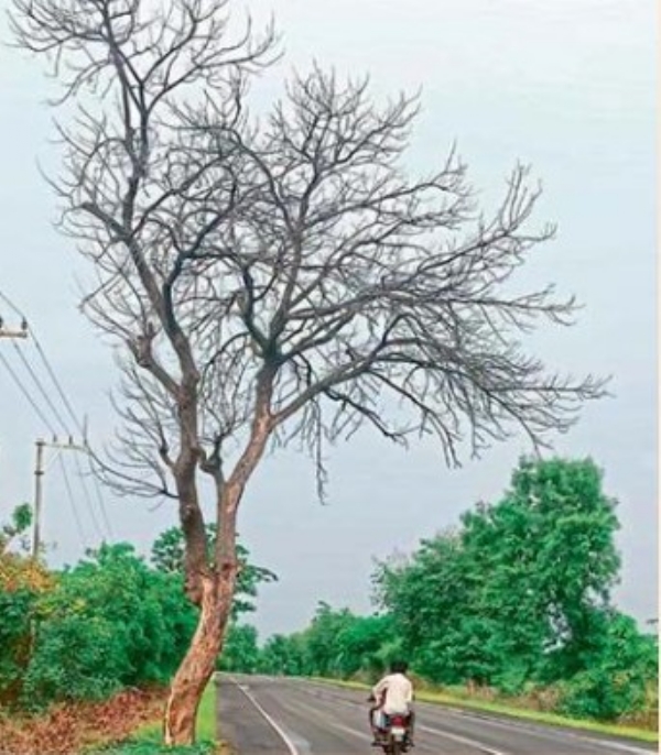आर्वी-अमरावती राज्य महामार्गावर उभे मृत्यूचे भय! आर्वी-अमरावती राज्य महामार्गावर उभे मृत्यूचे भय!