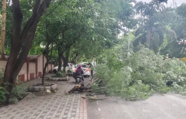 मनपा आयुक्तांच्या बंगल्यासमोर झाड कोसळले:दुचाकीस्वार जखमी, वाहन नादुरुस्त; दोन तास वाहतूक ठप्प मनपा आयुक्तांच्या बंगल्यासमोर झाड कोसळले:दुचाकीस्वार जखमी, वाहन नादुरुस्त; दोन तास वाहतूक ठप्प