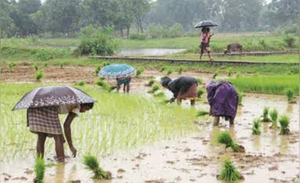 MH Kharif sowing gains momentumstate 74% completed July 20