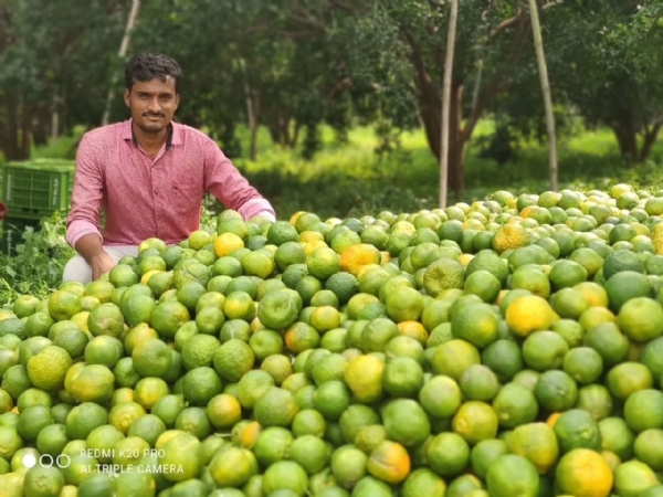अखेर संत्रा उत्पादक शेतकऱ्यांचे फळ पिक विम्याचे ट्रिगर जाहीर !   राष्ट्रवादी युवक काँग्रेसच्या संघर्षाला यश !