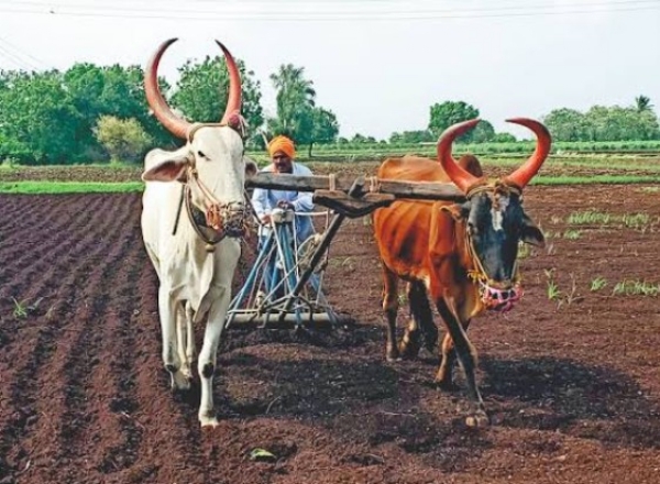 जिल्ह्यात खरिपाची पेरणी ९० टक्क्यांवर