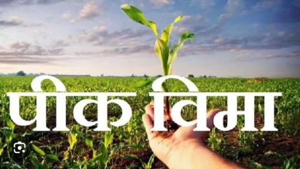 पिक विमा योजनेचे भविष्य अंधारात पिक विमा योजनेचे भविष्य अंधारात