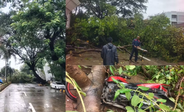 Mumbai Santacruz 8 Laborers Injured Tree Collapses Mumbai Santacruz 8 Laborers Injured Tree Collapses
