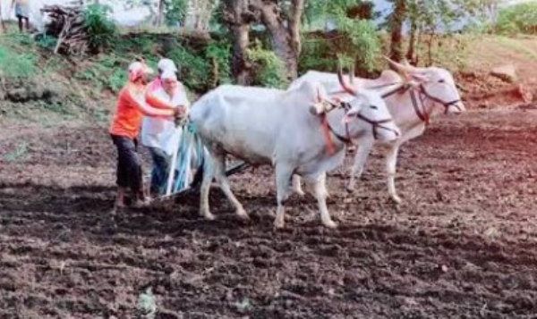 जिल्ह्यात केवळ २३.५४ टक्के पेरणी दमदार पावसाची प्रतीक्षा, दुबार पेरणीचे सावट