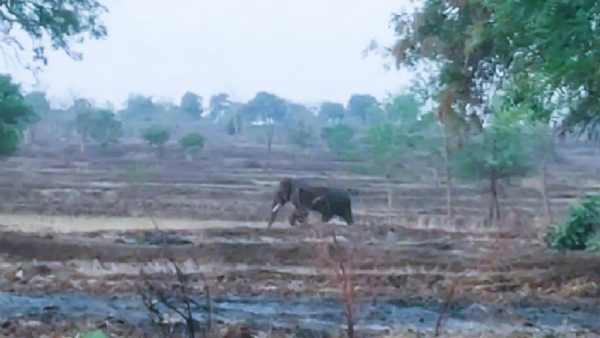 चंद्रपूर हल्लेखोर रानटी हत्ती चंद्रपूर हल्लेखोर रानटी हत्ती