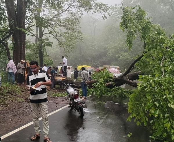 घटांगजवळ झाड कोसळल्याने धारणी–परतवाडा मार्ग ठप्प; मुसळधार पावसामुळे वाहनांच्या लांबच लांब रांगा