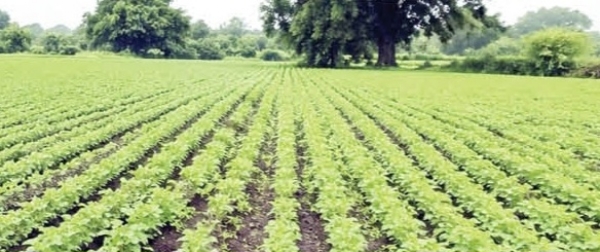 पावसामुळे पिकांना दिलासा पावसामुळे पिकांना दिलासा