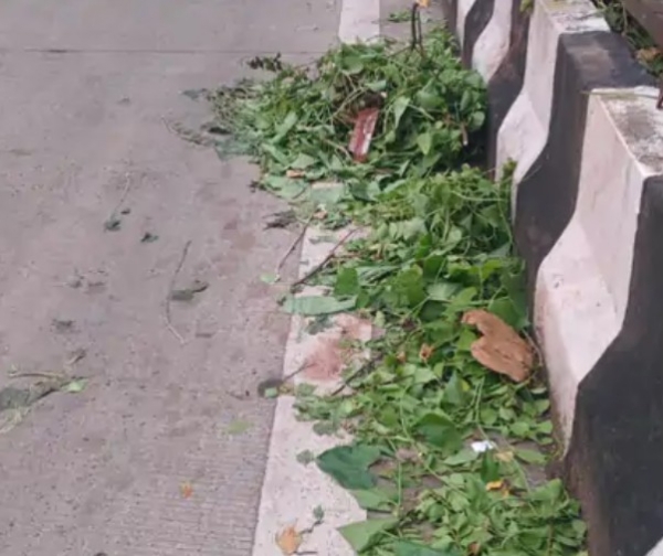 रस्त्यांवरील झाडांच्या छाटलेल्या फांद्या बेवारस:महापालिकेच्या दिरंगाईमुळे नागरिक त्रस्त