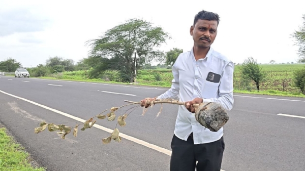 झाडे लागवडीत कोट्यवधींचा भ्रष्टाचार? निकृष्ट रोपांचा धक्कादायक प्रकार समोर झाडे लागवडीत कोट्यवधींचा भ्रष्टाचार? निकृष्ट रोपांचा धक्कादायक प्रकार समोर