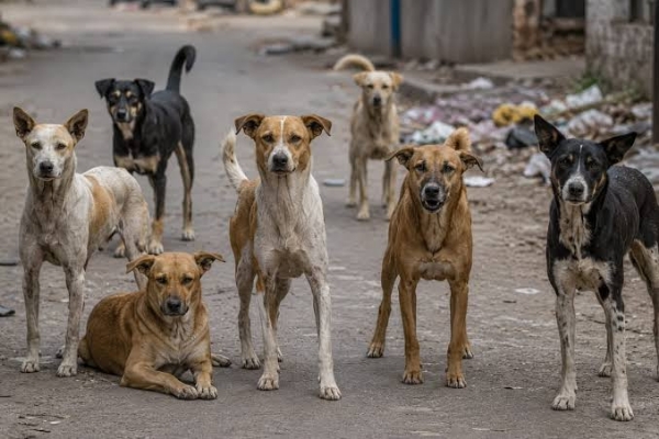 kalyan stray dog attack people bitten panic spreads across area