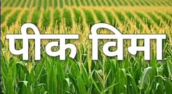 पीकविम्याकडे ४१ हजार शेतकऱ्यांची पाठ पीकविम्याकडे ४१ हजार शेतकऱ्यांची पाठ