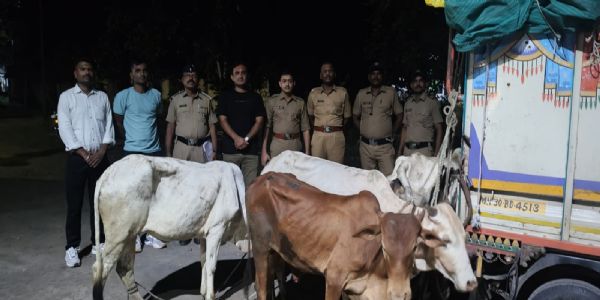 अकोला - ऑपरेशन प्रहार अंतर्गत बार्शीटाकळी पोलिसाकडून ४ गोवंशाना जीवनदान