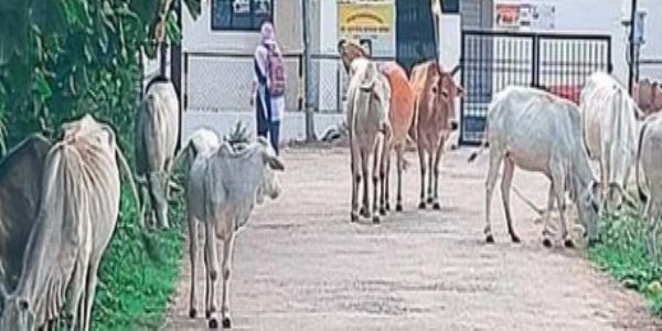 मोर्शीत मोकाट जनावरांचा धुमाकूळ