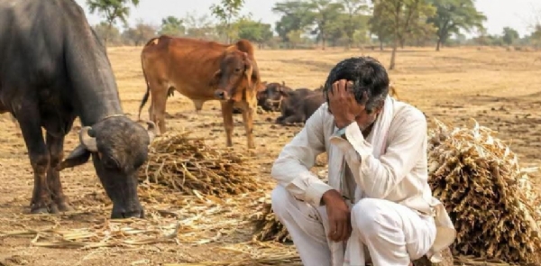 कडबा गायब हिरवा चारा झाला दुर्मिळ