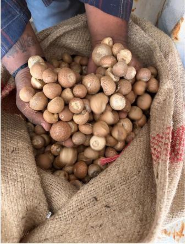 Smuggling Southeast Asian betel nuts under guise Bangladeshi origin 9 arrested