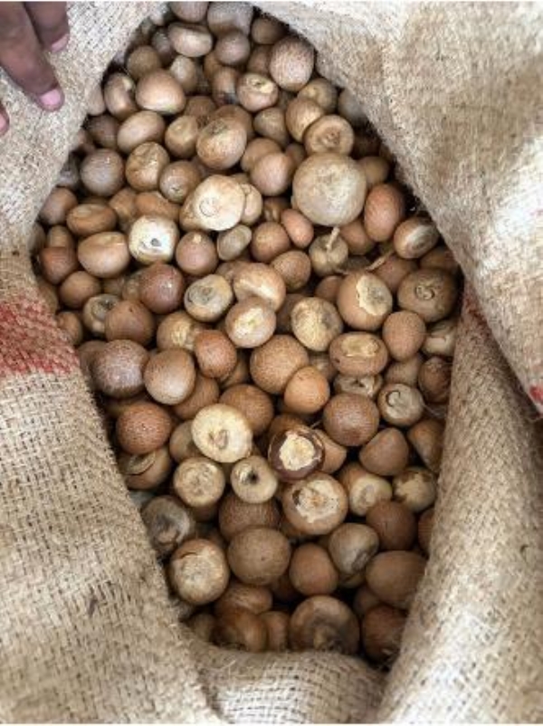 Smuggling Southeast Asian betel nuts under guise Bangladeshi origin 9 arrested
