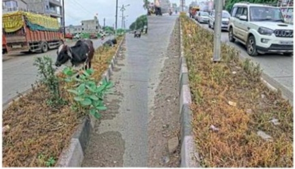 महामार्ग दुभाजकावरील वृक्षांचे विद्रूपीकरण