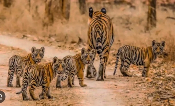 हरिसालमध्ये वाघिणीसह चार शावकांचे दर्शन; पर्यटकांमध्ये उत्साह, ग्रामस्थांना सतर्कतेचा इशारा