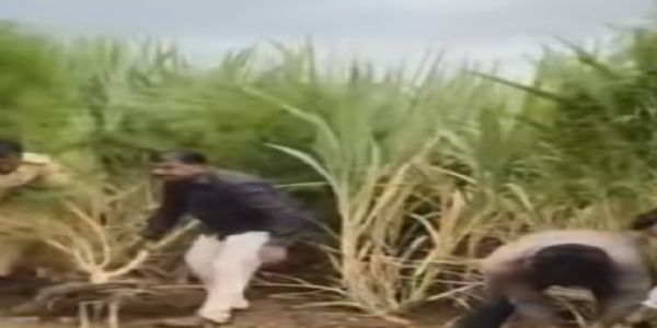 बीड जिल्ह्यातील वडवणीत शेतात बेकायदेशीर गांजा लागवड; पोलिसांची कारवाई