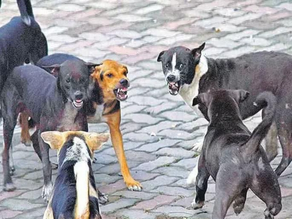 भटके कुत्रे