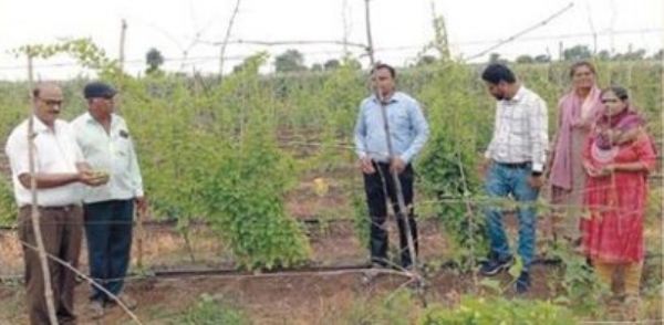 करटुले शेतीतून लाखो रुपयांच्या उत्पन्नाकडे झेप