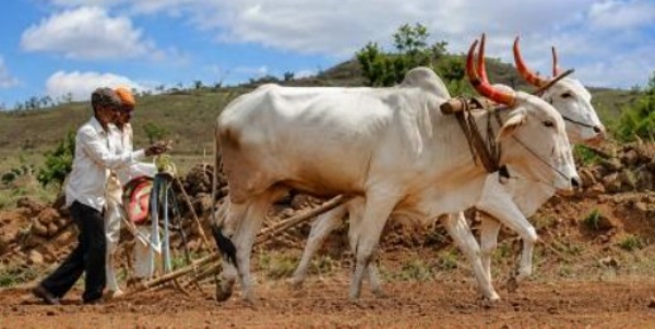 अमरावती विभागात 93 टक्के खरिपाची पेरणी पूर्ण